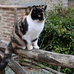 Le Ceregne Bio Farmház Pieve Santo Stefano